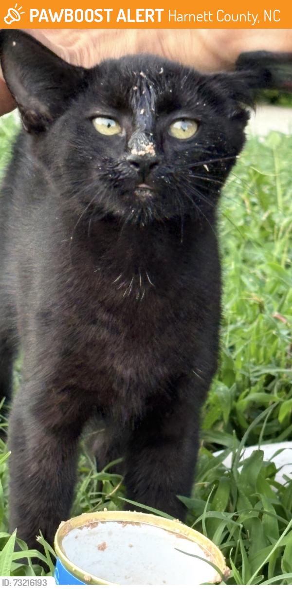 Found/Stray Unknown Cat last seen Victoria Hills Subdivision, Harnett County, NC 27526