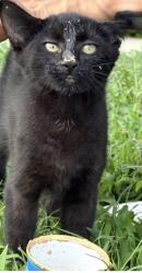 Found/Stray Unknown Cat last seen Victoria Hills Subdivision, Harnett County, NC 27526