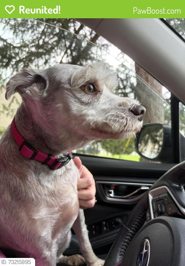 Reunited Female Dog last seen Palmetto drive, Cheat Lake, WV 26508