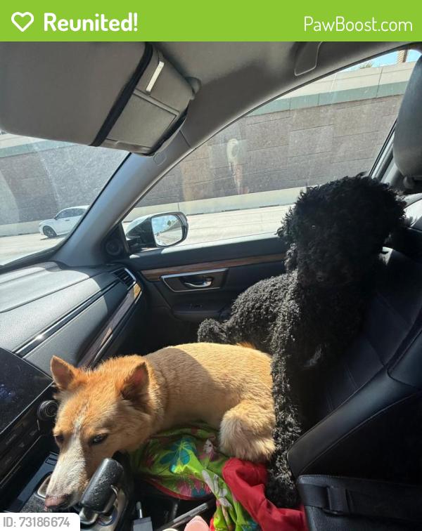 Reunited Male Dog last seen Woodland Hills and Kingwood Dr., Humble, TX 77339