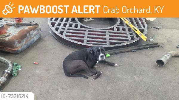 Found/Stray Male Dog last seen Flatwoods School Road, Crab Orchard, KY 40419