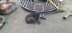 Found/Stray Male Dog last seen Flatwoods School Road, Crab Orchard, KY 40419