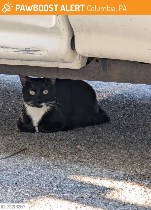 Found/Stray Male Cat last seen Found between fourth and fifth street, Columbia, PA 17512
