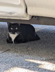 Found/Stray Male Cat last seen Found between fourth and fifth street, Columbia, PA 17512