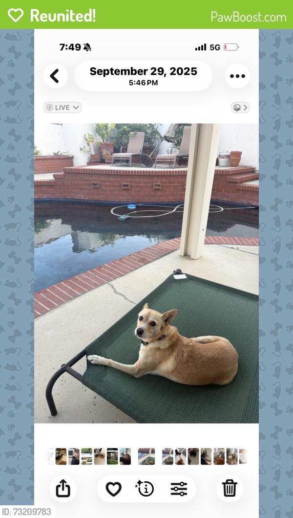 Reunited Female Dog last seen Timberline, North Tustin, CA 92705
