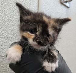 Shelter Stray Female Cat last seen Near Neven Street, San Diego, CA, 92154, 5500 Gaines St, San Diego, CA 92110, USA