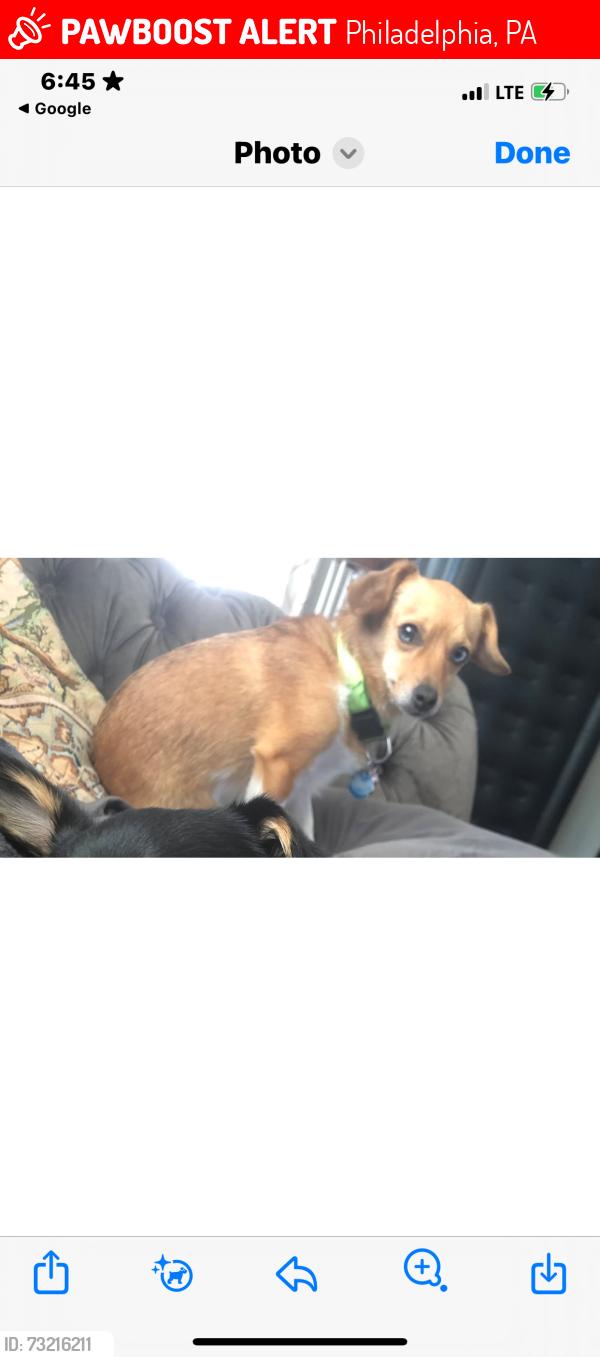 Lost Female Dog last seen Knight Road, Philadelphia, PA 19154