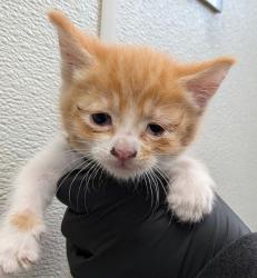 Shelter Stray Female Cat last seen Near Neven Street, San Diego, CA, 92154, 5500 Gaines St, San Diego, CA 92110, USA