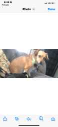 Lost Female Dog last seen Knight Road, Philadelphia, PA 19154
