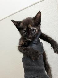 Shelter Stray Female Cat last seen Near Uvas Street, San Diego, CA, 92102, 5500 Gaines St, San Diego, CA 92110, USA