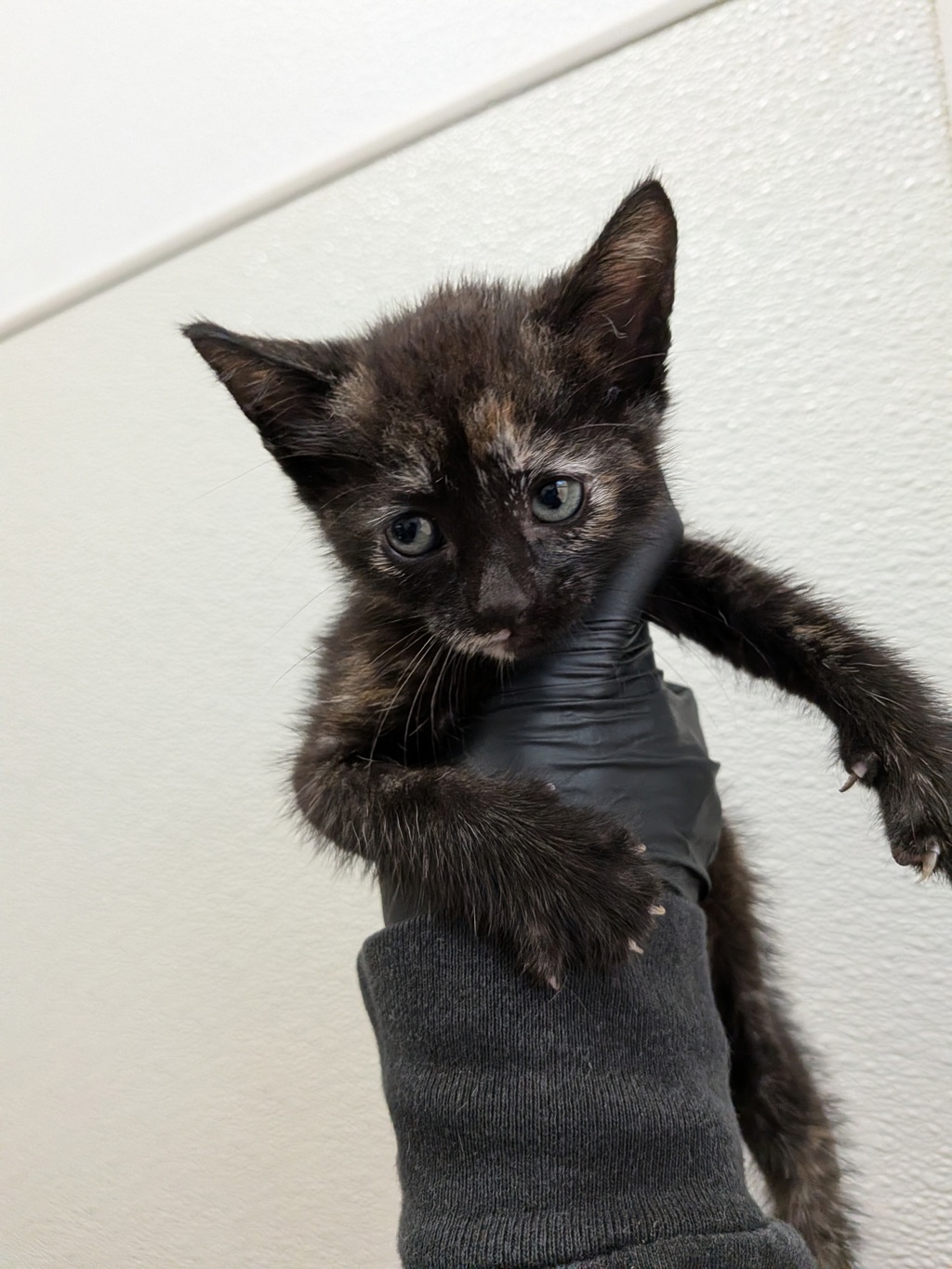Shelter Stray Female Cat last seen Near Uvas Street, San Diego, CA, 92102, 5500 Gaines St, San Diego, CA 92110, USA