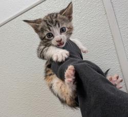 Shelter Stray Female Cat last seen Near Uvas Street, San Diego, CA, 92102, 5500 Gaines St, San Diego, CA 92110, USA