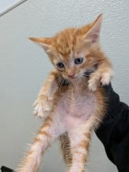 Shelter Stray Male Cat last seen Near Uvas Street, San Diego, CA, 92102, 5500 Gaines St, San Diego, CA 92110, USA