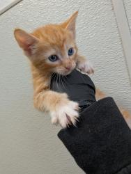 Shelter Stray Male Cat last seen Near Uvas Street, San Diego, CA, 92102, 5500 Gaines St, San Diego, CA 92110, USA