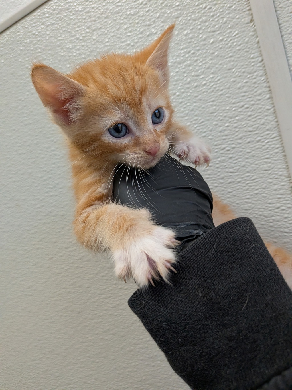 Shelter Stray Male Cat last seen Near Uvas Street, San Diego, CA, 92102, 5500 Gaines St, San Diego, CA 92110, USA