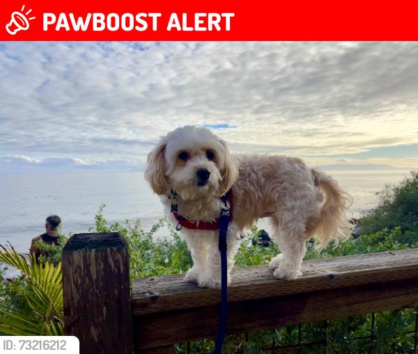 Lost Female Dog last seen Near W Hamilton Ave San Pedro, Huntington Beach, CA 92646
