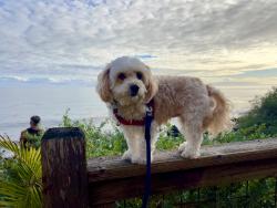 Lost Female Dog last seen Near W Hamilton Ave San Pedro, Huntington Beach, CA 92646