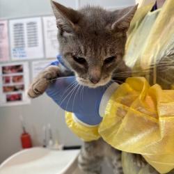 Shelter Stray Female Cat last seen Near Stanton Avenue, DES MOINES, IA, 50321, Des Moines, IA 50313