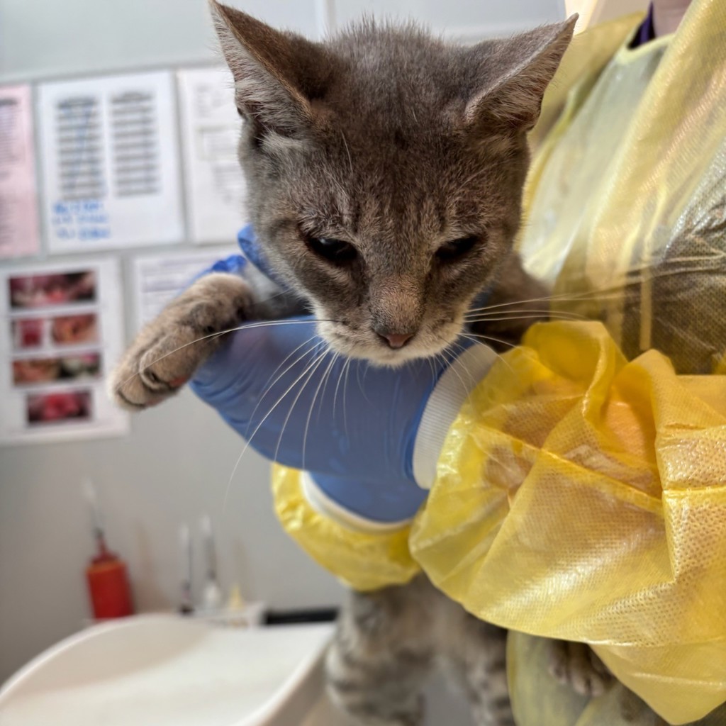 Shelter Stray Female Cat last seen Near Stanton Avenue, DES MOINES, IA, 50321, Des Moines, IA 50313