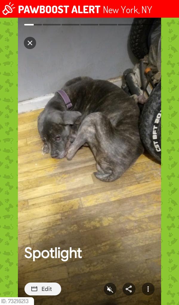Lost Female Dog last seen E 117th street and 2 ND ave, New York, NY 10035