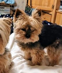 Reunited Male Dog last seen Near SW 30, Federal Way, WA 98023