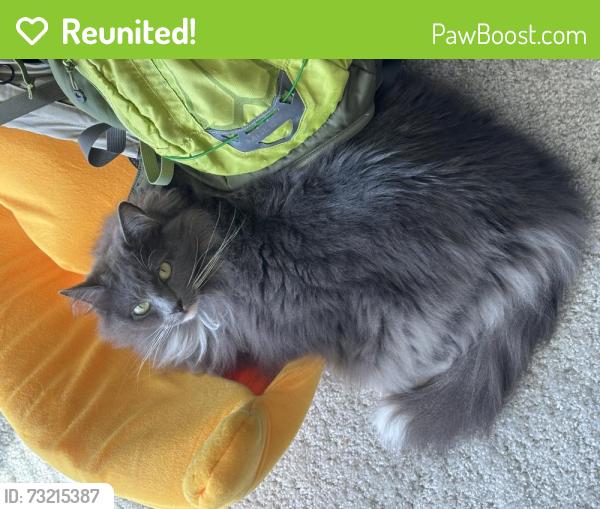 Reunited Female Cat last seen Gibbons Street, Hayward, CA 94544
