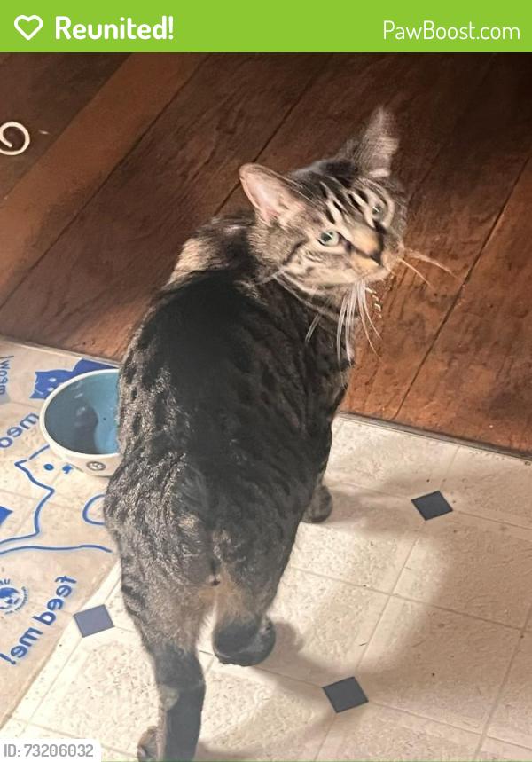 Reunited Male Cat last seen Allston/sacramento St, Berkeley, CA 94702