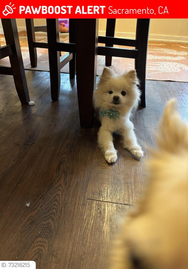 Lost Male Dog last seen Cortez Lane, Sacramento, CA 95825