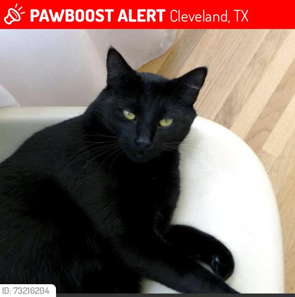 Lost Male Cat last seen Dow collins, Cleveland, TX 77328
