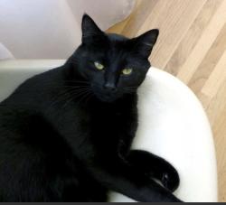 Lost Male Cat last seen Dow collins, Cleveland, TX 77328