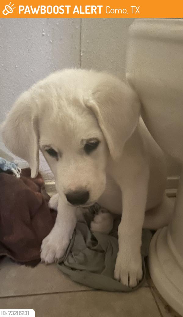 Found/Stray Female Dog last seen Horn, diaz, Como, TX 75431