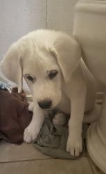 Found/Stray Female Dog last seen Horn, diaz, Como, TX 75431