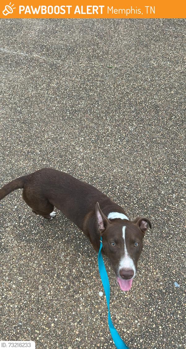 Found/Stray Male Dog last seen North Watkins Street, Memphis, TN 38107