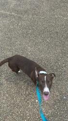 Found/Stray Male Dog last seen North Watkins Street, Memphis, TN 38107