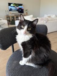Lost Female Cat last seen Walking trail behind Sebastian Lane and Suncup Drive in San Tan Heights, San Tan Valley, AZ 85144
