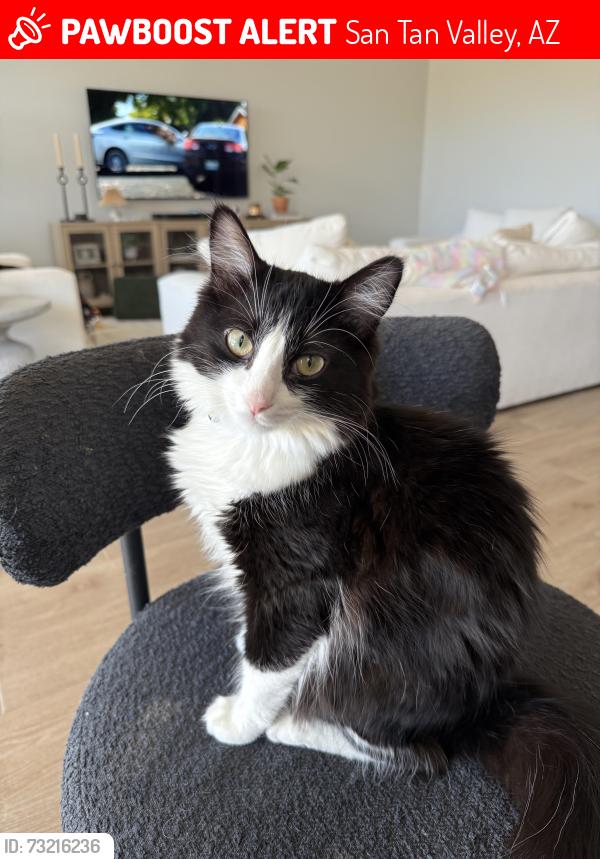 Lost Female Cat last seen Walking trail behind Sebastian Lane and Suncup Drive in San Tan Heights, San Tan Valley, AZ 85144