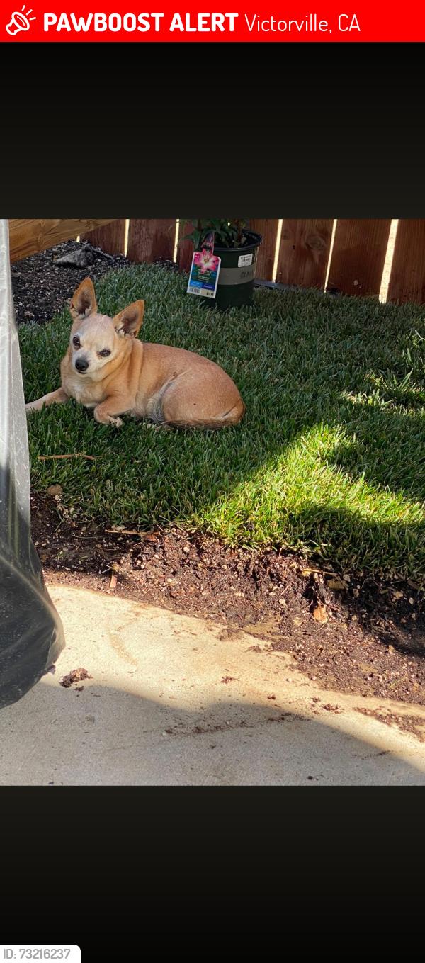 Lost Female Dog last seen Crestview Dr/Woodland Dr, Victorville, CA 92395