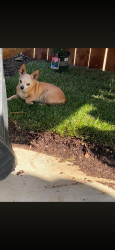 Lost Female Dog last seen Crestview Dr/Woodland Dr, Victorville, CA 92395