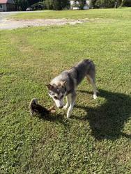 Reunited Male Dog last seen Dykes Creek Farm Supply/Rock Store Gas Station, Kingston, GA 30145