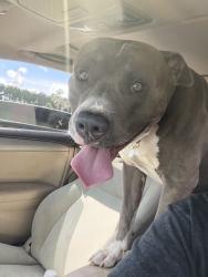 Reunited Male Dog last seen Between Yukon and water, Tampa, FL 33604