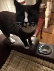 Lost Male Cat last seen Gwen Rd, Hubbard Park, Meriden, CT 06451