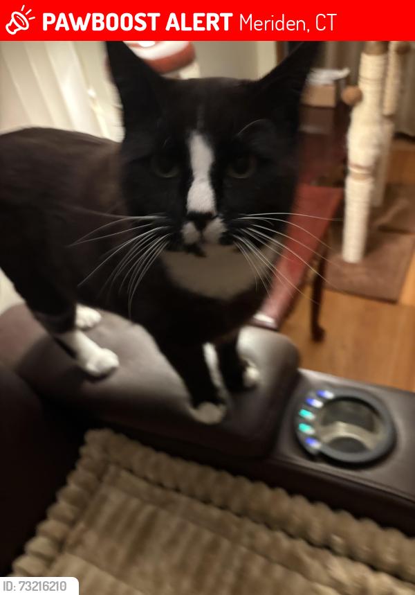 Lost Male Cat last seen Gwen Rd, Hubbard Park, Meriden, CT 06451