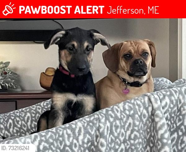 Lost Female Dog last seen Mc Guire Land and 213, Jefferson, ME 04348