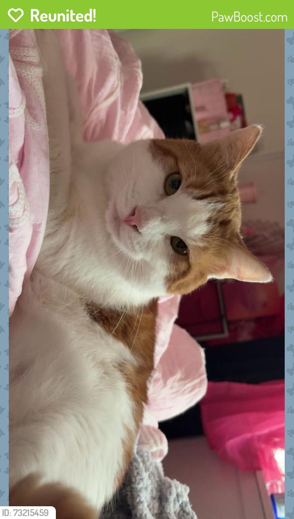 Reunited Male Cat last seen Farmington rd, Beaverton, OR 97007