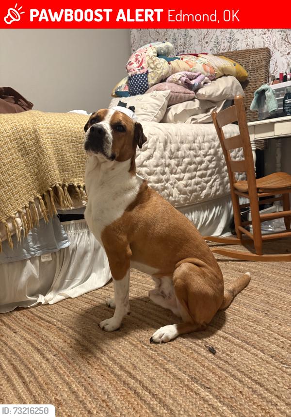 Lost Male Dog last seen 15th and Coltrane, Edmond, OK 73034