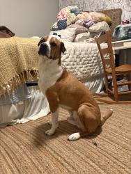 Lost Male Dog last seen 15th and Coltrane, Edmond, OK 73034