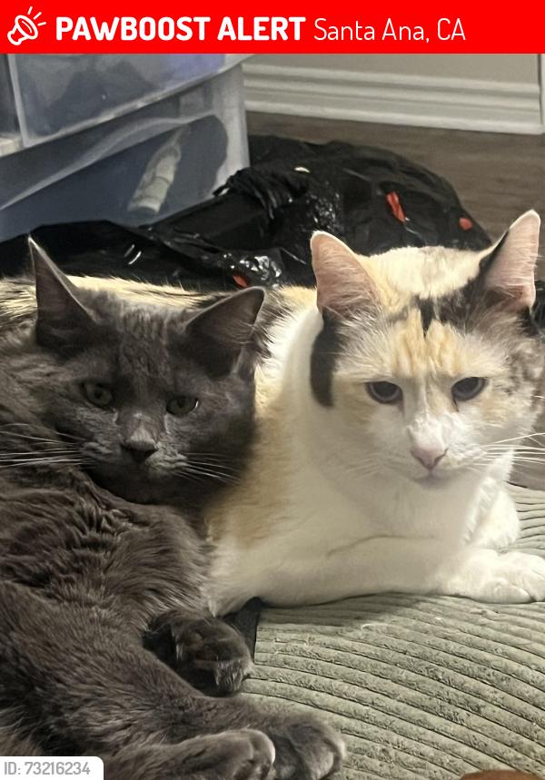 Lost Female Cat last seen Sunflower and Greenfield, Santa Ana, CA 92704