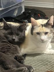 Lost Female Cat last seen Sunflower and Greenfield, Santa Ana, CA 92704
