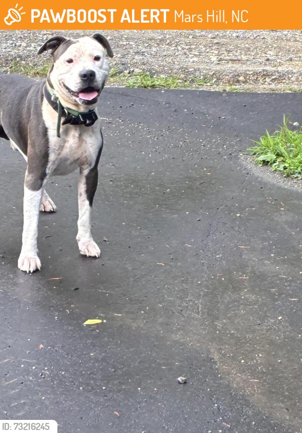 Found/Stray Unknown Dog last seen Sam Fox and Oscar Young, Mars Hill, NC 28754
