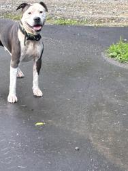 Found/Stray Unknown Dog last seen Sam Fox and Oscar Young, Mars Hill, NC 28754